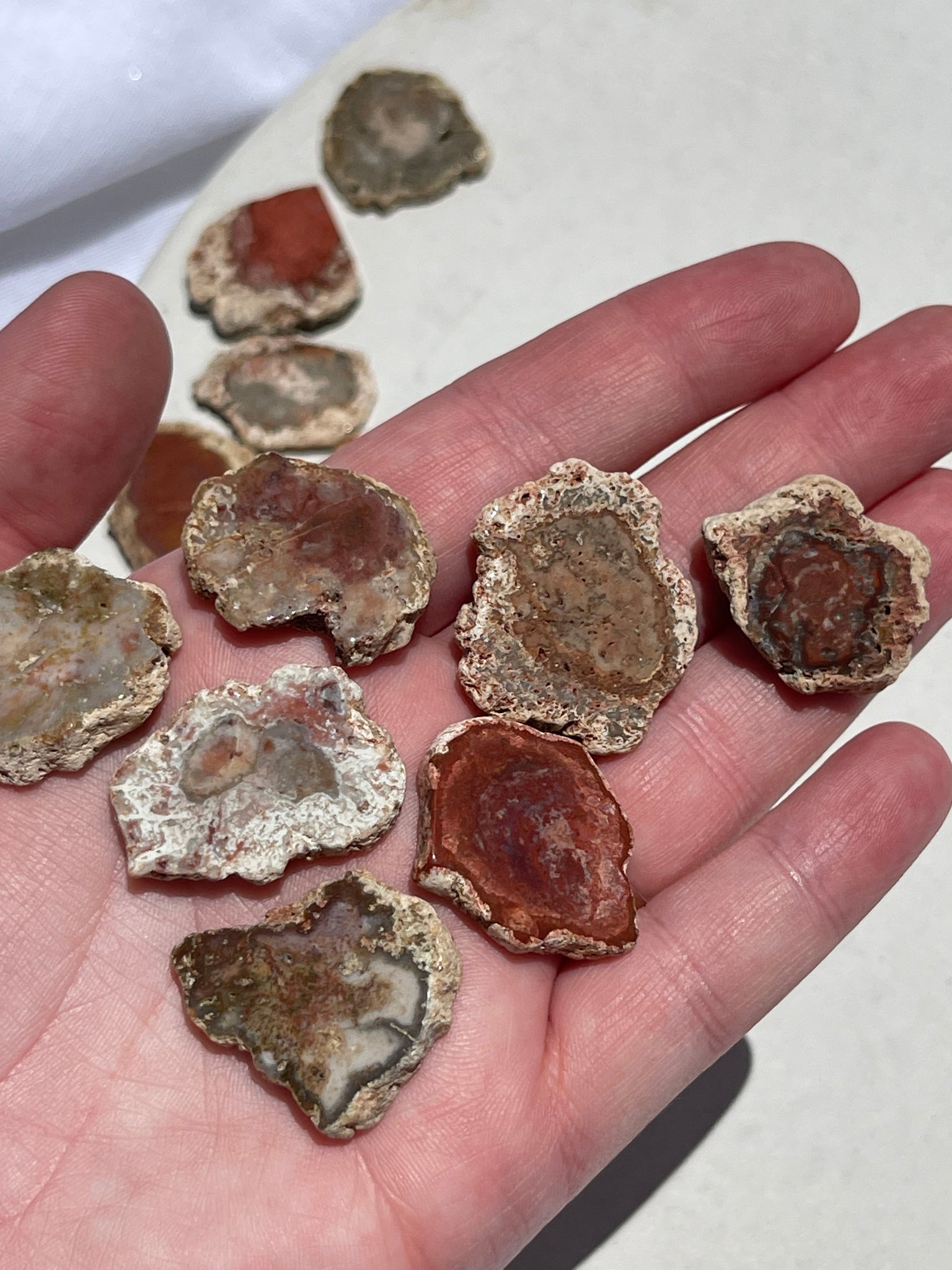 Petrified Wood Mini Slab